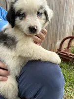 Fatterson, a male Australian Shepherd for sale in Sneedville, TN – 5 of 5