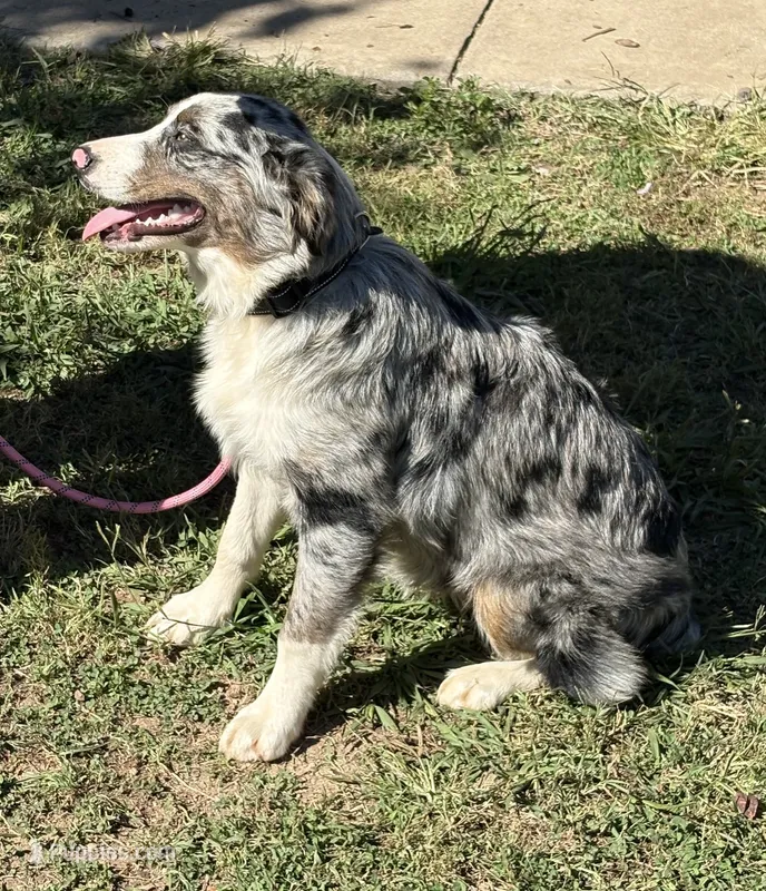 Charlotte – Australian Shepherd puppy for sale in Sneedville, TN