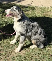 Charlotte, a female Australian Shepherd for sale in Sneedville, TN – 1 of 7