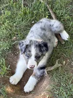 Charlotte, a female Australian Shepherd for sale in Sneedville, TN – 5 of 5