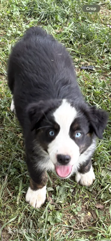 Zorro – Australian Shepherd puppy for sale in Sneedville, TN