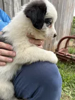 Fatterson, a male Australian Shepherd for sale in Sneedville, TN – 4 of 5