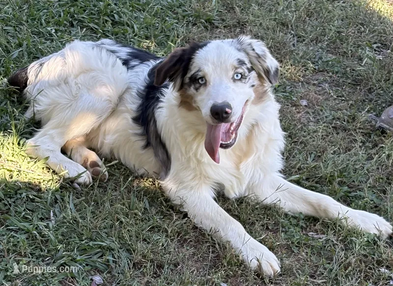 Fatterson – Australian Shepherd puppy for sale in Sneedville, TN
