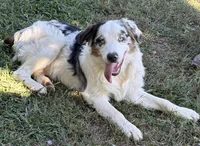Fatterson, a male Australian Shepherd for sale in Sneedville, TN – 1 of 7