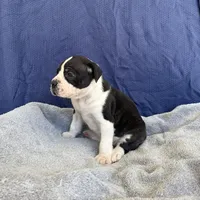 Polly, a female American Bulldog for sale in Live Oak, FL – Photo 3 of 4