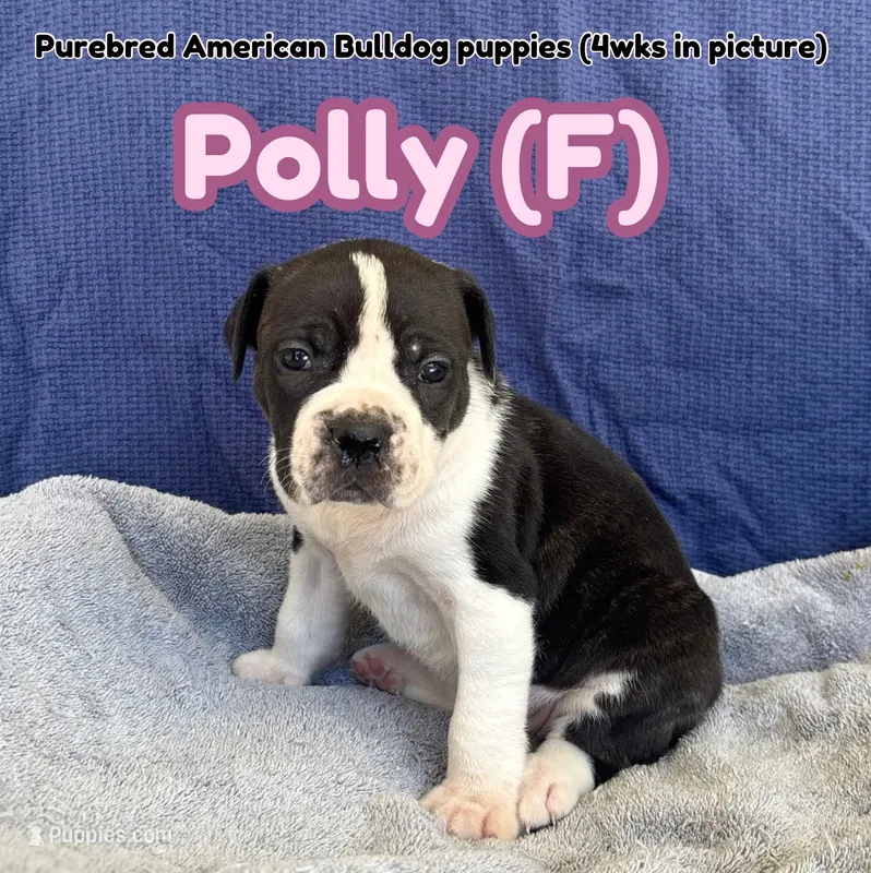 Polly