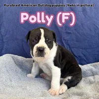 Polly, a female American Bulldog for sale in Live Oak, FL – Photo 1 of 4