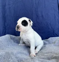 Mel, a male American Bulldog for sale in Live Oak, FL – Photo 3 of 6