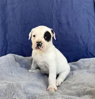 Mel, a male American Bulldog for sale in Live Oak, FL – Photo 4 of 6