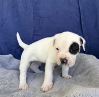 Mel, a male American Bulldog for sale in Live Oak, FL – Photo 2 of 6