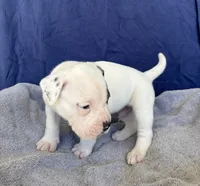 Mel, a male American Bulldog for sale in Live Oak, FL – Photo 6 of 6