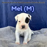 Mel, a male American Bulldog for sale in Live Oak, FL – Photo 1 of 6