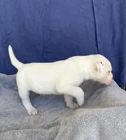 Mel, a male American Bulldog for sale in Live Oak, FL – Photo 5 of 6