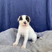 Momo, a female American Bulldog for sale in Live Oak, FL – Photo 4 of 4