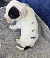 Momo, a female American Bulldog for sale in Live Oak, FL – Photo 2 of 4