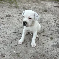 Biggie, a male American Bulldog for sale in Live Oak, FL – Photo 3 of 8