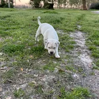 Biggie, a male American Bulldog for sale in Live Oak, FL – Photo 4 of 8
