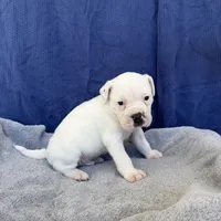 Biggie, a male American Bulldog for sale in Live Oak, FL – Photo 8 of 8