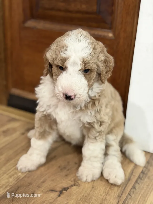 Knox  – Bernedoodle puppy for sale in Woodbine, GA