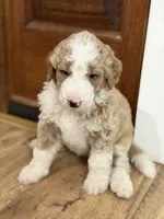 Knox , a male Bernedoodle for sale in Woodbine, GA – 1 of 1