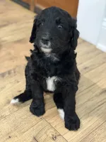 Bluebell , a female Bernedoodle for sale in Woodbine, GA – 1 of 1
