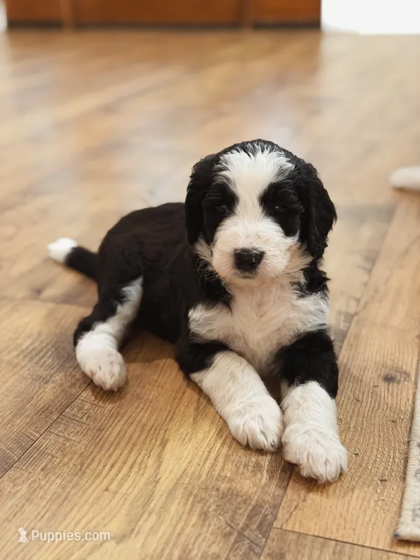Charlie  – Bernedoodle puppy for sale in Woodbine, GA
