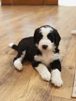 Charlie , a female Bernedoodle for sale in Woodbine, GA – 1 of 1
