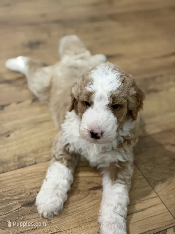 Biscuit  – Bernedoodle puppy for sale in Woodbine, GA