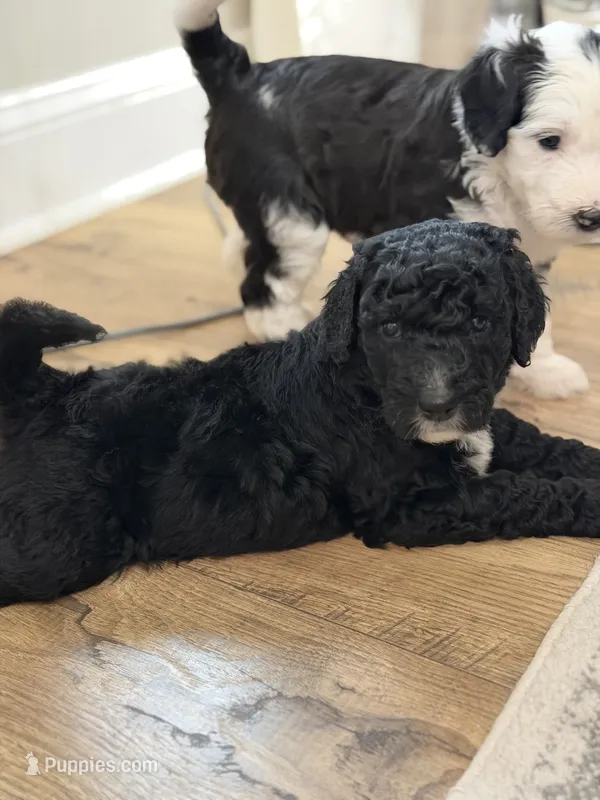 Pearl  – Bernedoodle puppy for sale in Woodbine, GA
