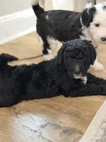 Pearl , a female Bernedoodle for sale in Woodbine, GA – 1 of 1