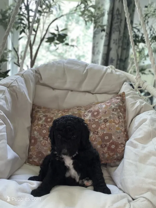 Maverick – Bernedoodle puppy for sale in Woodbine, GA