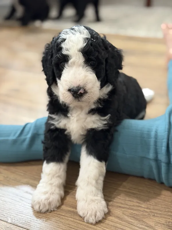 Cruiser  – Bernedoodle puppy for sale in Woodbine, GA