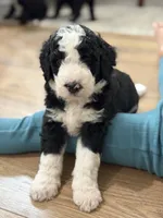 Cruiser , a male Bernedoodle for sale in Woodbine, GA – 1 of 1