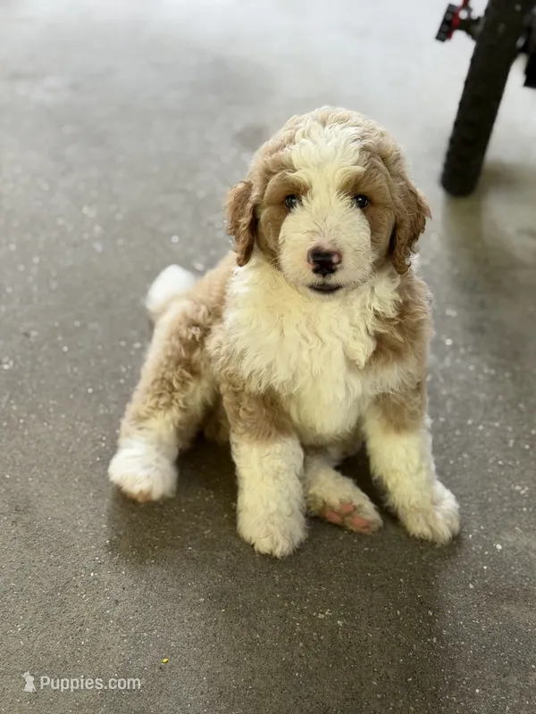 Biscuit  – Bernedoodle puppy for sale in Woodbine, GA
