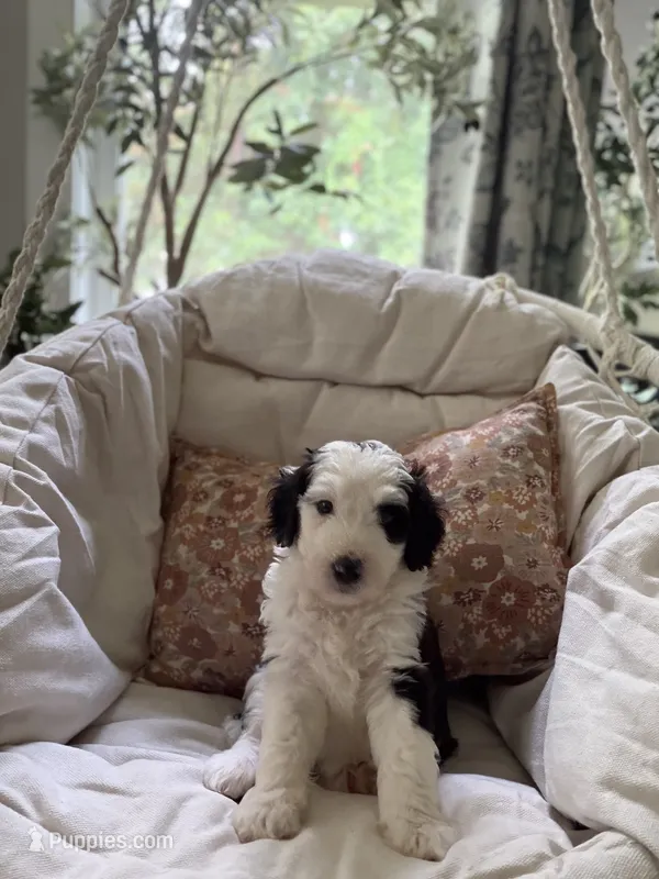Dolly  – Bernedoodle puppy for sale in Woodbine, GA