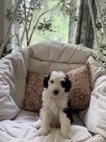 Dolly , a female Bernedoodle for sale in Woodbine, GA – 1 of 1