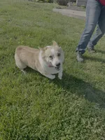 Whiskey Joe, a male Pembroke Welsh Corgi for sale in Donnellson, IA – 2 of 3