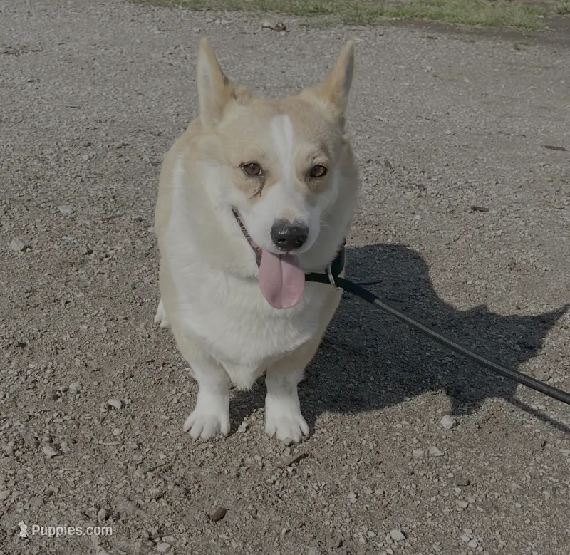 Whiskey Joe – Pembroke Welsh Corgi puppy for sale in Donnellson, IA