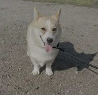 Whiskey Joe, a male Pembroke Welsh Corgi for sale in Donnellson, IA – 1 of 3