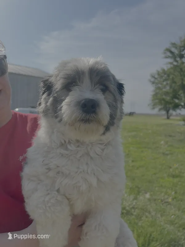 Bethany – Coton de Tulear puppy for sale in Donnellson, IA