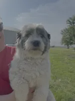 Bethany, a female Coton de Tulear for sale in Donnellson, IA – 1 of 3