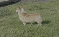 Whiskey Joe, a male Pembroke Welsh Corgi for sale in Donnellson, IA – 3 of 3