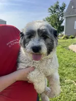 Bethany, a female Coton de Tulear for sale in Donnellson, IA – 2 of 3