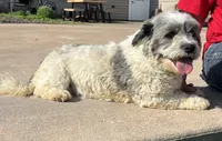 Bethany, a female Coton de Tulear for sale in Donnellson, IA – 3 of 3