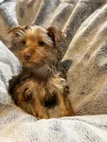 Male Puppy #1, a male Yorkshire Terrier for sale in Anna, TX – 7 of 7