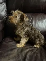 Male Puppy #1, a male Yorkshire Terrier for sale in Anna, TX – 4 of 7