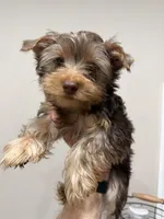 Female Puppy  , a female Yorkshire Terrier for sale in Anna, TX – 3 of 5