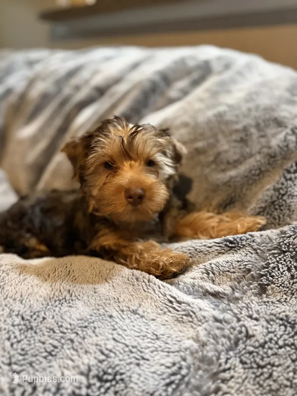 Puppy #2 – Yorkshire Terrier puppy for sale in Anna, TX