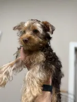 Male Puppy #1, a male Yorkshire Terrier for sale in Anna, TX – 3 of 7