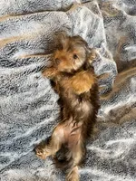 Female Puppy  , a female Yorkshire Terrier for sale in Anna, TX – 4 of 5